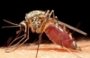 Сезон комаров на Северо-Западе начался. Уничтожители комаров Mosquito Magnet помогут справиться с комарами