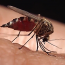 Подборка видео о комарах от Антикомар.рф. Укус комара в HD качестве + макросъемка