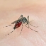 Нашествие комаров на Урале из-за погодных условий