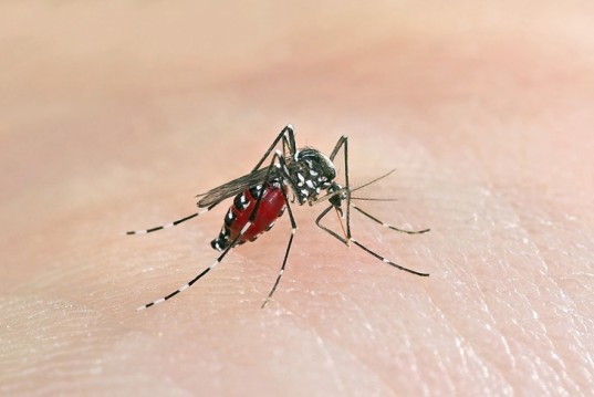 Уральцы страдают от нашествия комаров