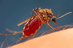 комар пьет кровь