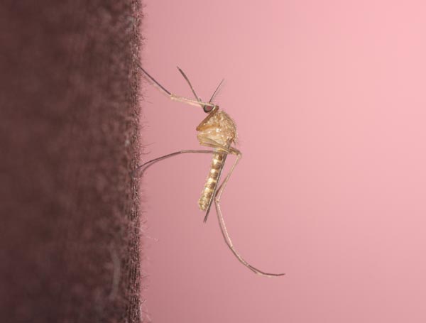 Ужас! Малярийный комар Анофелес уже в Москве! Как бороться с комарами?